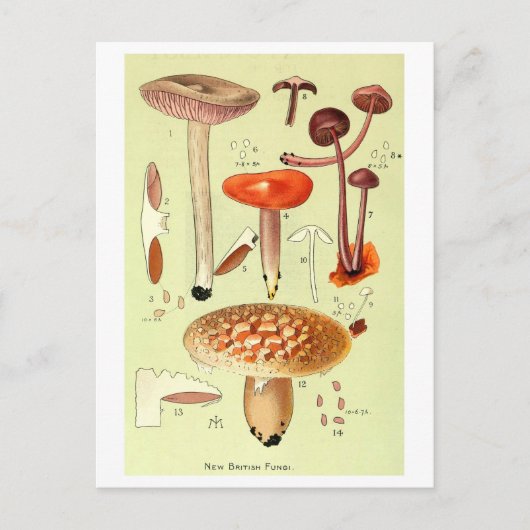 "New British Fungi" Paddestoel Briefkaart (Voorkant)