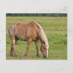 New Brunswick, Canada. Paard in veld. Briefkaart