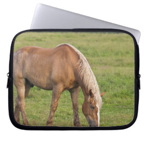 New Brunswick, Canada. Paard in veld. Laptop Sleeve