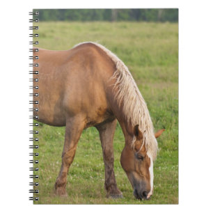 New Brunswick, Canada. Paard in veld. Notitieboek
