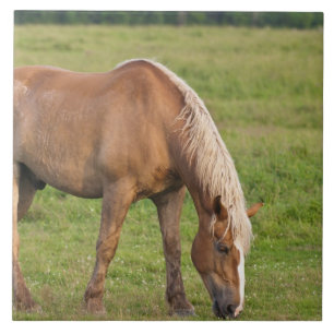 New Brunswick, Canada. Paard in veld. Tegeltje