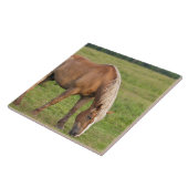 New Brunswick, Canada. Paarden in het veld. Tegeltje (Zijkant)