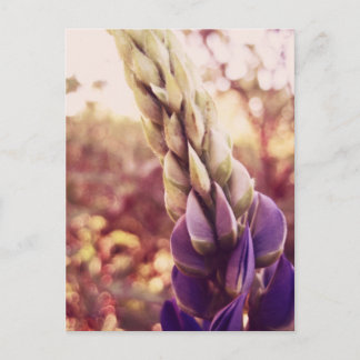 New Brunswick Flowers Briefkaart