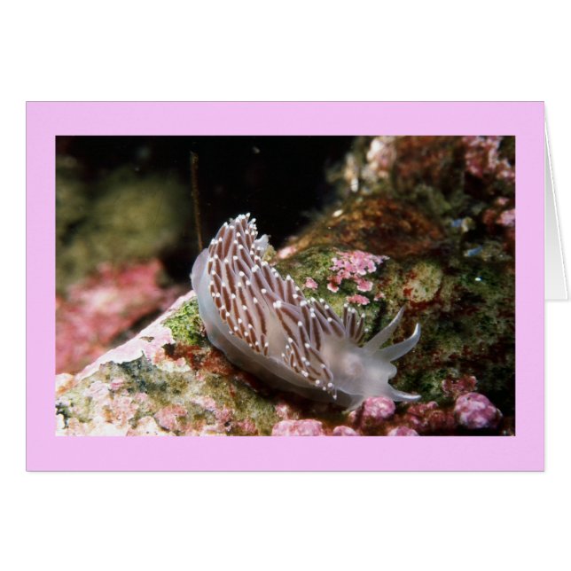 New England Aeolid (Voorkant Horizontaal)