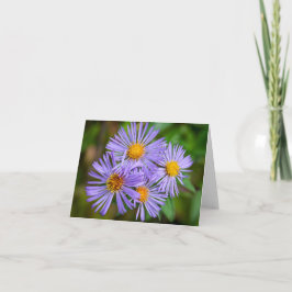 New England Aster Kaart