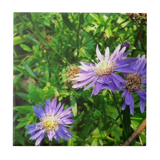New England Asters Tegeltje (Voorkant)