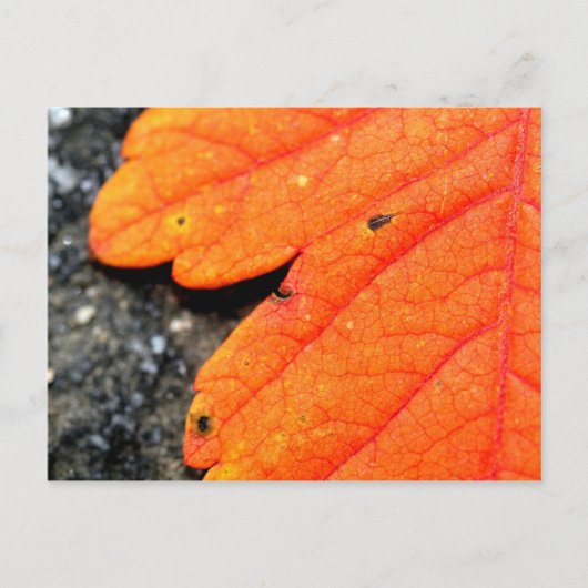 New England Autumn Briefkaart (Voorkant)