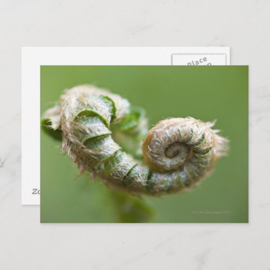New Fern Branch Briefkaart (Voorkant / Achterkant)