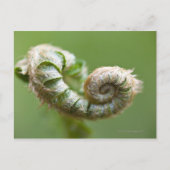 New Fern Branch Briefkaart (Voorkant)