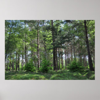 New Forest Landscape England Poster
