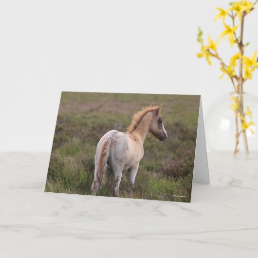 New Forest Pony Foal Standing In Scrub Kaart (Gele Bloem)