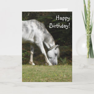 New Forest Pony Verjaardag Kaart