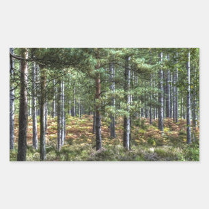 New Forest Woodland Trees Natuur Scene Rechthoekige Sticker