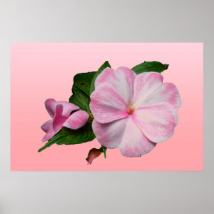 New Guinea Impatiens Pink & White Poster