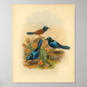 New Guinea Todopsis Wren Blue Bird Print (Voorkant)