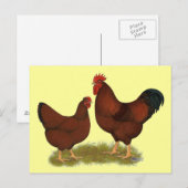 New Hampshire Reds Briefkaart (Voorkant / Achterkant)