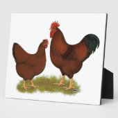 New Hampshire Reds Fotoplaat (Zijkant)