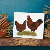 New Hampshire Reds Fotoplaat (Zijkant)