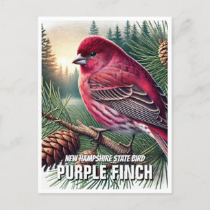 New Hampshire State Bird Paarse vink Briefkaart