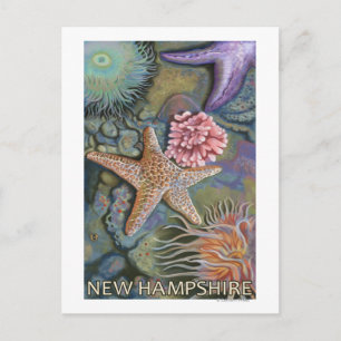 New Hampshire Tidepool Scene Briefkaart