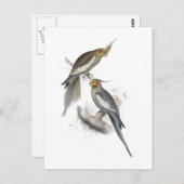 New Holland Parrakeet door Edward Lear Briefkaart (Voorkant / Achterkant)