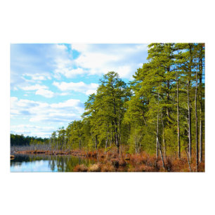 New Jersey Pinelands Foto Afdruk