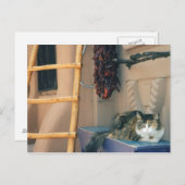 New Mexico Cat Briefkaart (Voorkant / Achterkant)