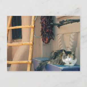 New Mexico Cat Briefkaart