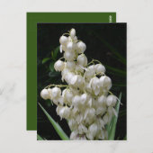 New Mexico Yucca Flower Briefkaart (Voorkant / Achterkant)