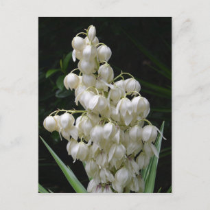 New Mexico Yucca Flower Briefkaart