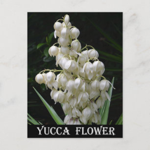 New Mexico Yucca Flower Briefkaart