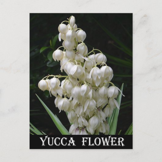 New Mexico Yucca Flower Briefkaart (Voorkant)