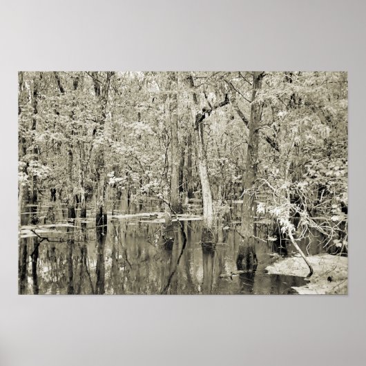 New Orleans Swamp Poster (Voorkant)