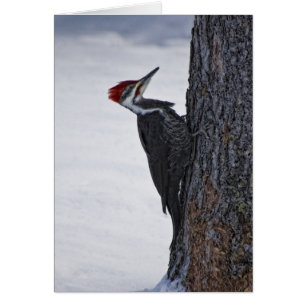 New Pilieated Woodpecker