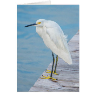 New Smyrna Beach, Aigrette neigeuse sur quai