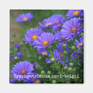 New York Aster Botanical Magnet Magneet
