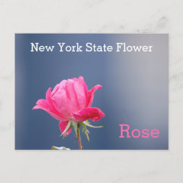 New York State Flower Pink Rose Briefkaart