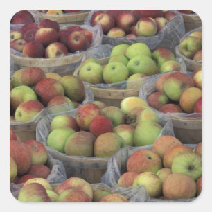 New York State Macintosh-appels in manden Vierkante Sticker