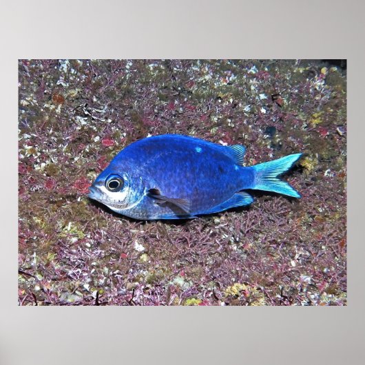 New Zealand Demoiselle Poster (Voorkant)