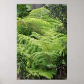 New Zealand Fern Ponga Tree Poster (Voorkant)