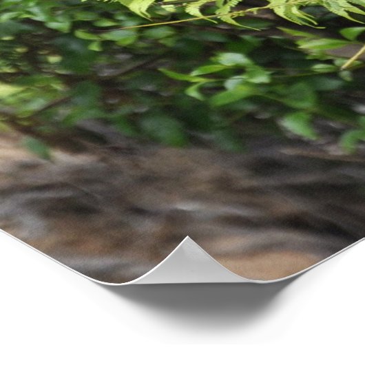 New Zealand Fern Ponga Tree Poster (Hoek)