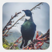 New Zealand Tui Bird Sticker (Devant)