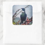 New Zealand Tui Bird Sticker (Sac)