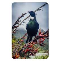 New Zealand Tui - Photographie sur Magnet