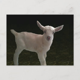 Newborn Doeling Briefkaart