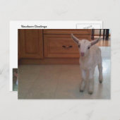 Newborn Doelings Briefkaart (Voorkant / Achterkant)