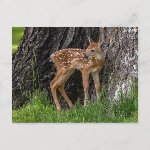Newborn Fawn Briefkaart