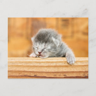 Newborn Kitten Barn Cat Briefkaart