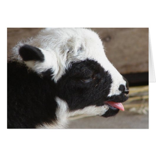 Newborn Lamb (Voorkant Horizontaal)