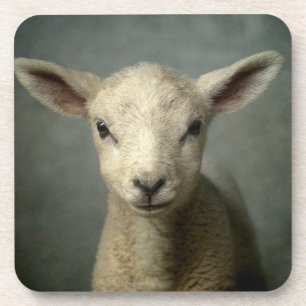 Newborn Lamb Bier Onderzetter